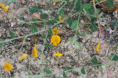 Crotalaria filipes